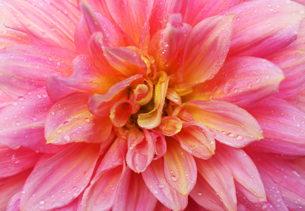 粉红色的大丽花有水滴特写