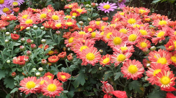 菊花圖片