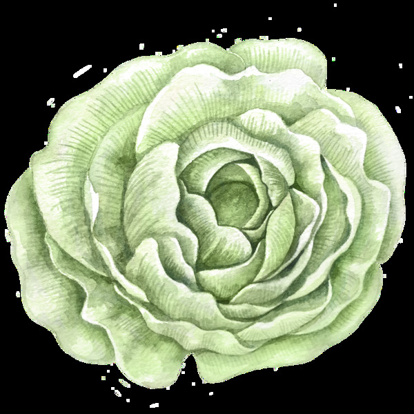 白菜綠花卡通透明素材