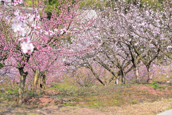桃花