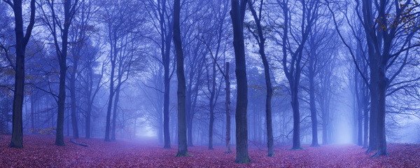 黎明时分的树林高清摄影