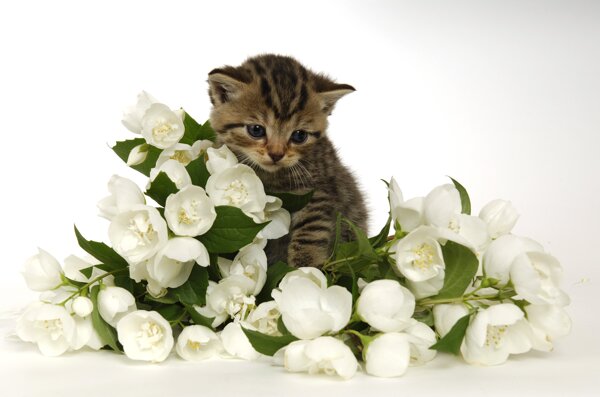 小猫猫鲜花可爱春天宠物