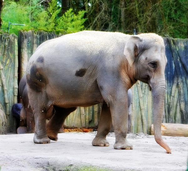 大象動物園