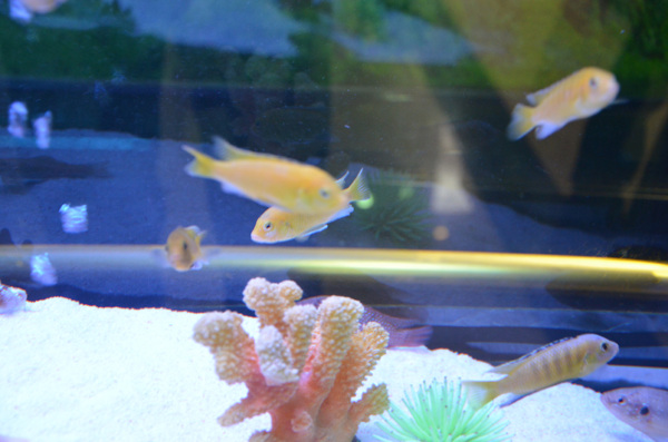 魚海底魚熱帶魚圖片