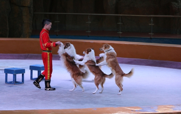 狗