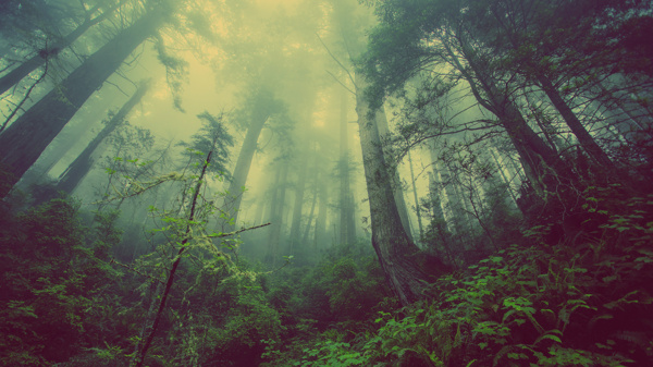荒凉的森林4K风景壁纸