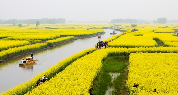 興化千島油菜花田圖片