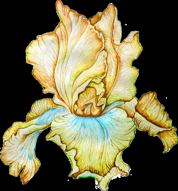枯萎植物透明素材