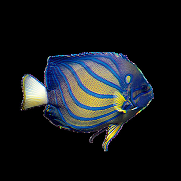 蓝色条纹热带鱼png元素