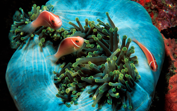 海底生物圖片