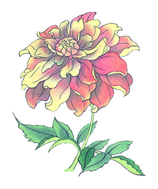 工筆菊花