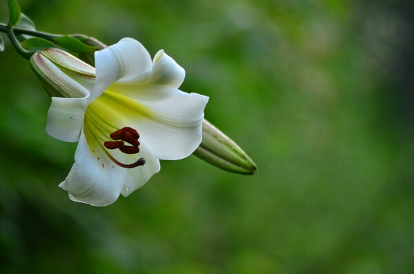 百合花