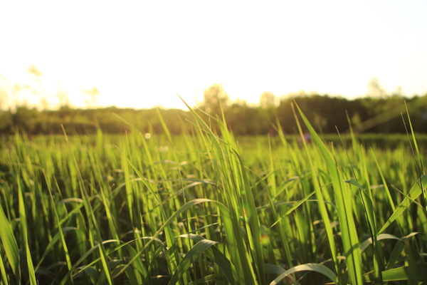 绿色禾苗水稻图片