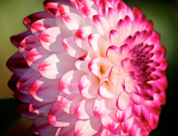 位圖植物攝影寫實(shí)花卉花朵野花免費(fèi)素材