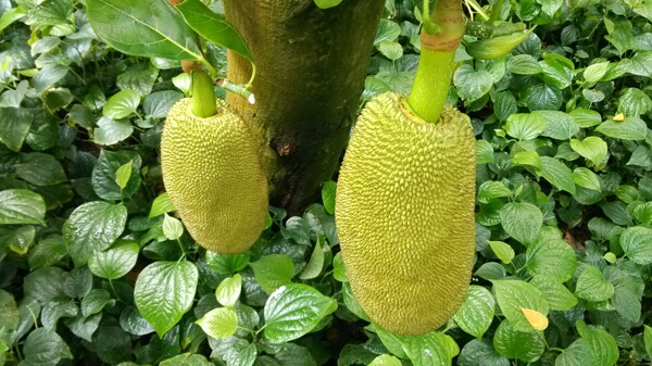 菠蘿蜜圖片