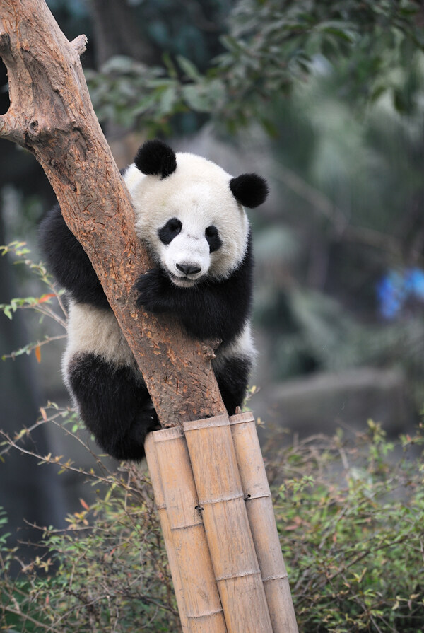 可爱的熊猫宝宝图片