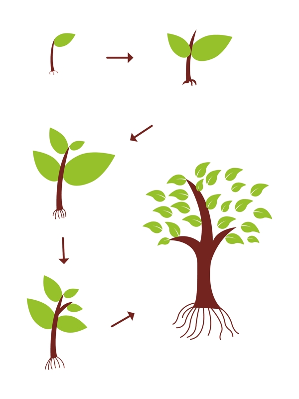 植物生长过程矢量元素