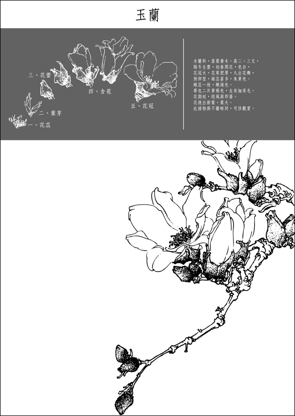 中国风中国画玉兰图片