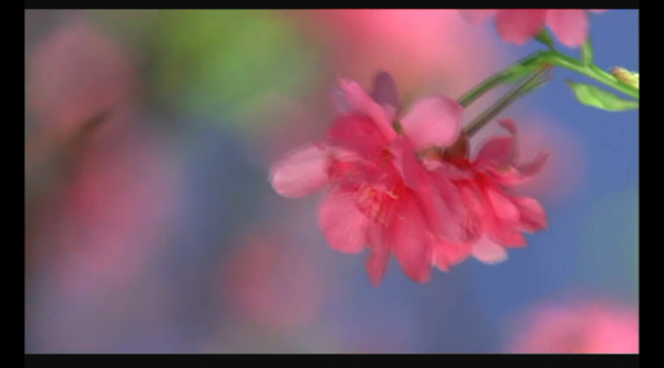 花朵视频素材