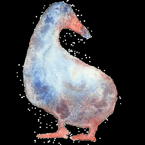 手绘鸭子透明装饰图案