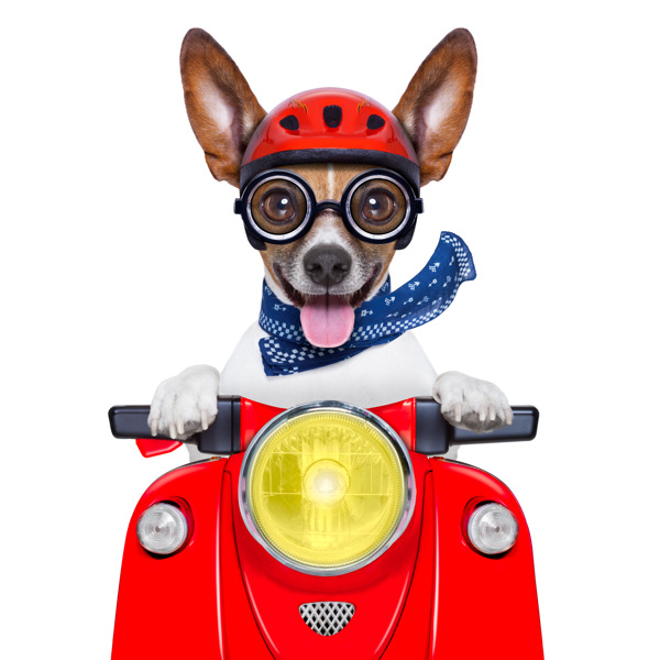 骑摩托车的狗狗图片