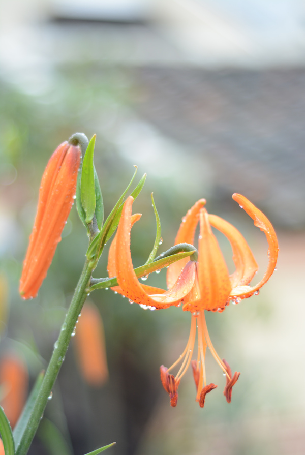 百合圖片