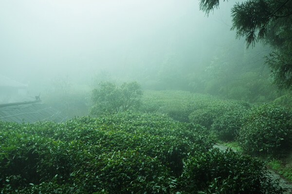 茶園圖片
