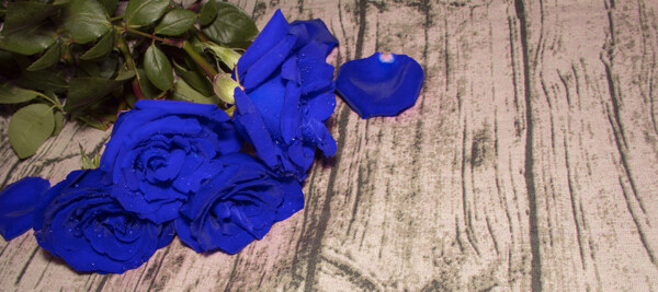 蓝色妖姬蓝色玫瑰花背景
