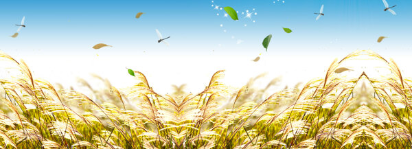 淘寶稻穗唯美背景banner