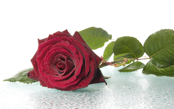 红色玫瑰花桌面背景图片