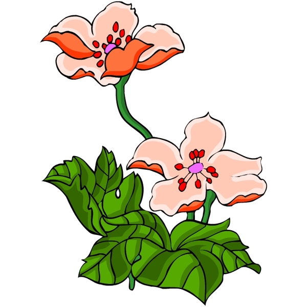 花卉古典插畫
