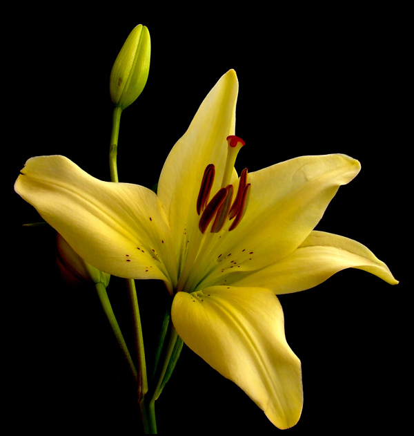 位圖植物攝影寫實(shí)花卉花朵百合免費(fèi)素材