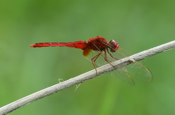 越南红蜻蜓图片