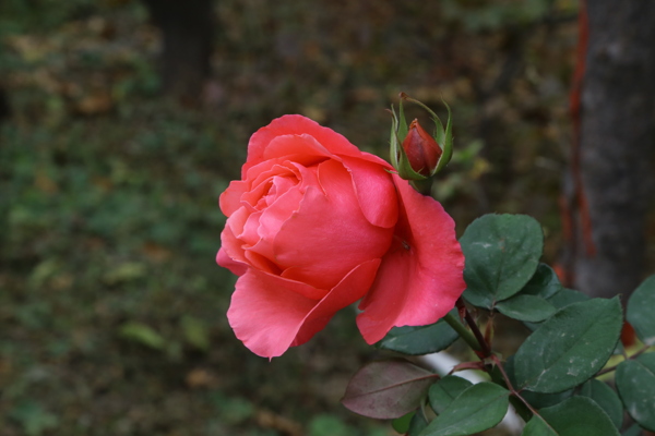 月季花