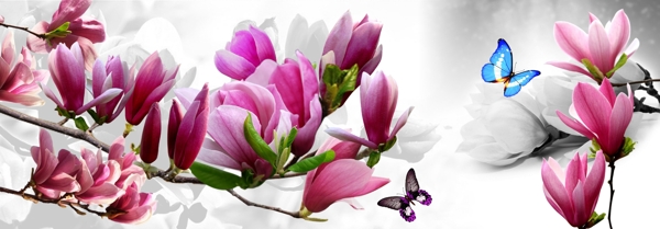 蘭花圖片