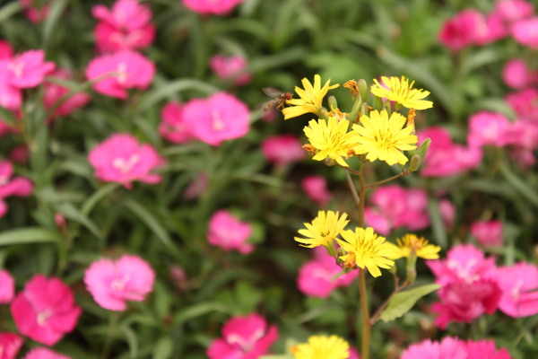 蜜蜂翠菊?qǐng)D片