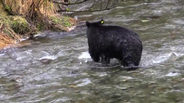 黑熊动物视频素材