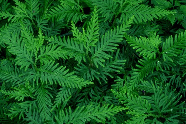 綠色植物