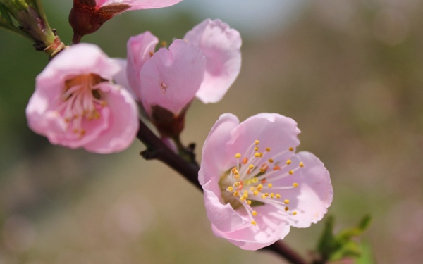 位圖植物花朵寫(xiě)實(shí)花卉梅花免費(fèi)素材