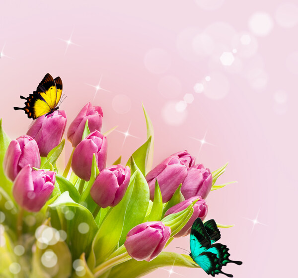 蝴蝶与郁金香背景图片