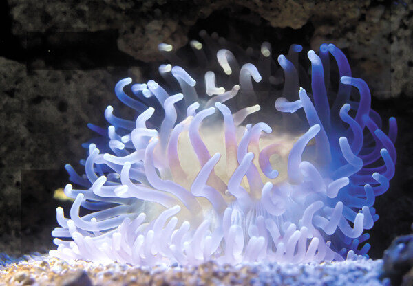 海藻圖片