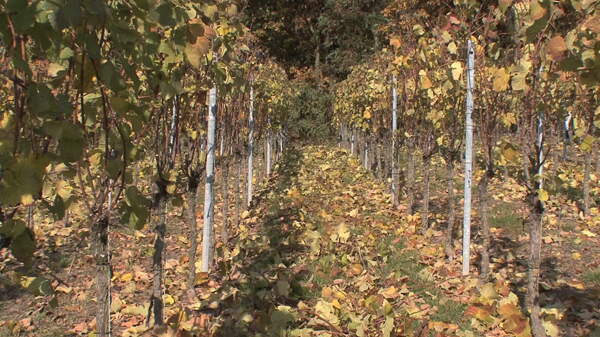 葡萄园的树叶在地上股票的录像视频免费下载