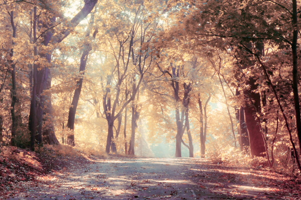 美丽秋天树林马路风景图片