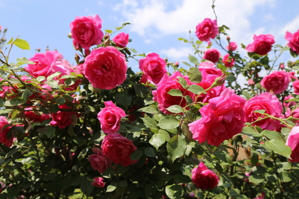月季花圖片
