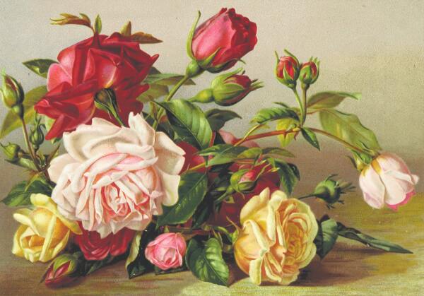 手绘插画红玫瑰与黄玫瑰