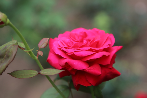 月季花圖片