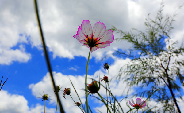 遵義花茂村