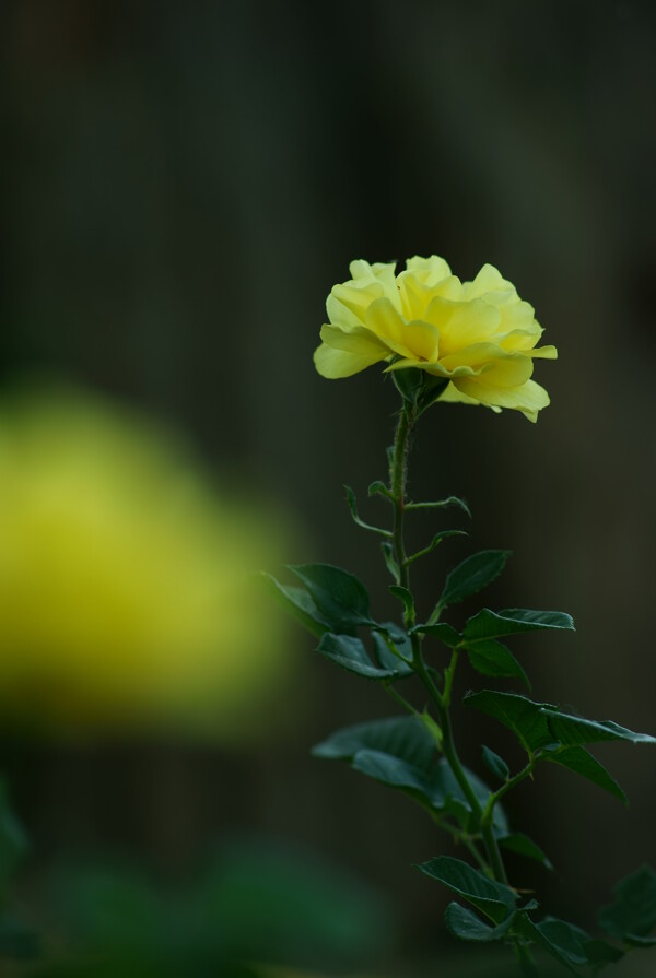 月季花圖片