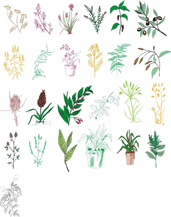 花草植物圖片