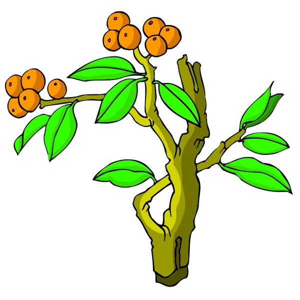 花卉古典插畫